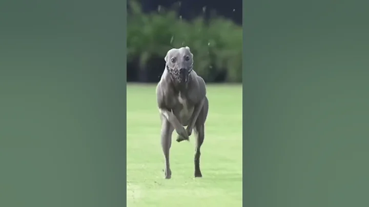 The fastest and most athletic dogs alive! - DayDayNews