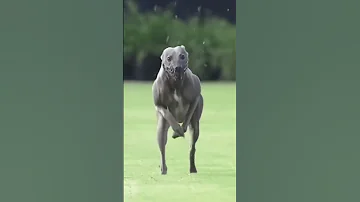 The fastest and most athletic dogs alive!