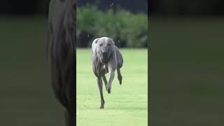 The fastest and most athletic dogs alive! screenshot 5