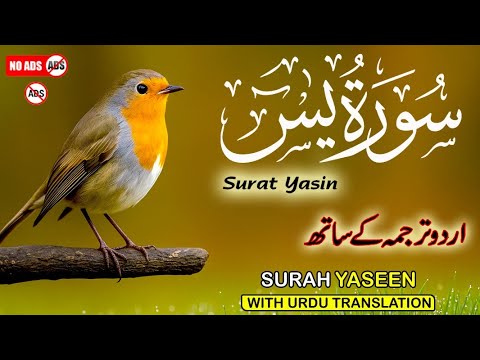 Surah Yaseen with Urdu & Hindi Translation | Soothing Recitation by Qari Ismail Al Nouri | Epi 594