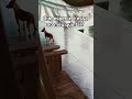#shorts #meme