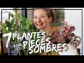 🌿7 plantes d'ombre pour les pièces sans soleil ! ⛅🍃