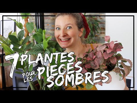 Vídeo: Plantes D'interior Amants De L'ombra