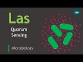 Las Quorum sensing System | Pseudomonas aeruginosa | Microbiology | Basic Science Series