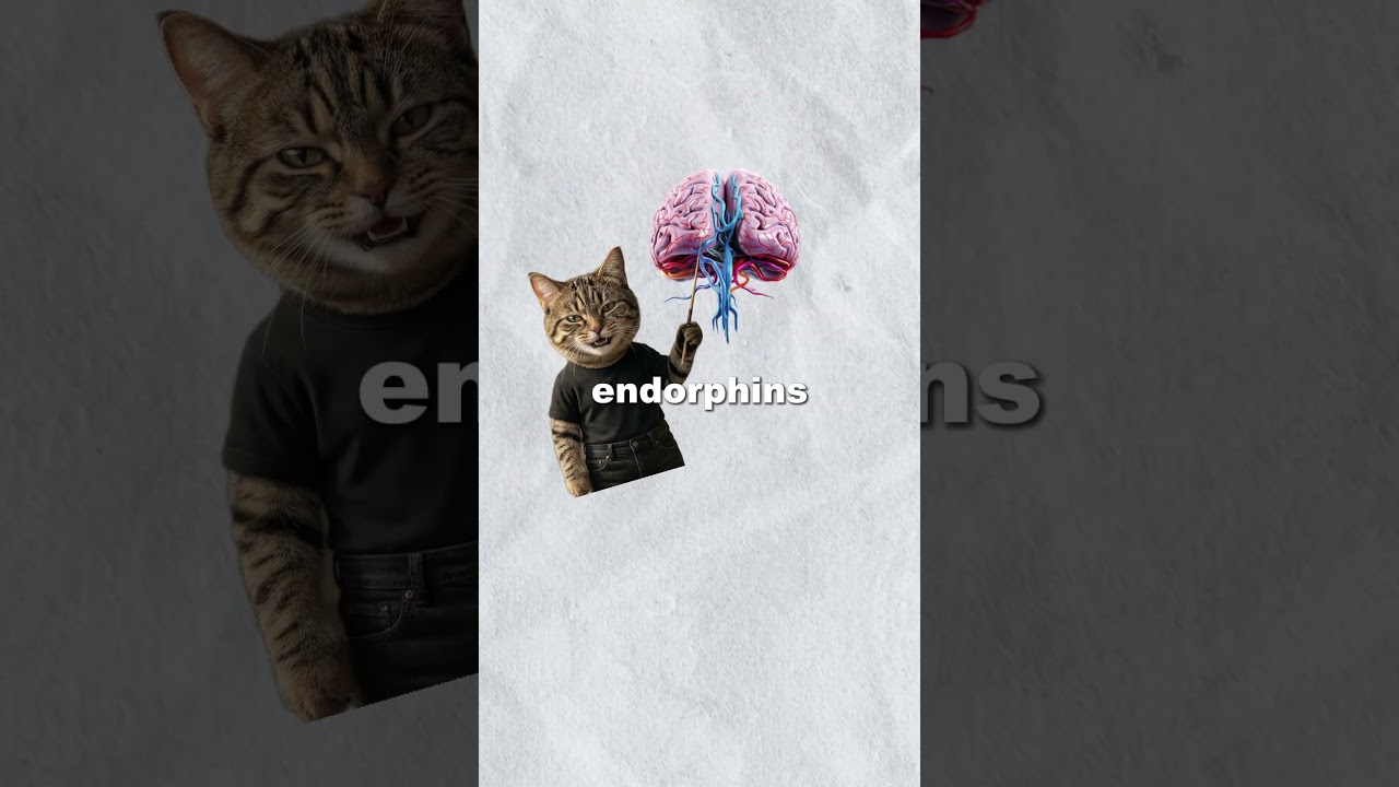 #catanimation #psychologyfacts