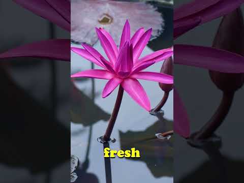 Lotus Morning Peace  #garden #gardening #flowers #nature #growyourownfood #farming #shorts