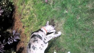 Mongo the Great Dane eating the ground screenshot 5