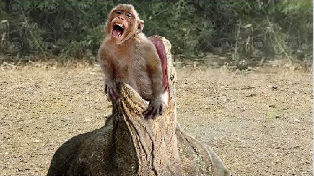 Комодский Варан В Деле! Битвы Животных #1