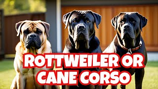 ROTTWEILER vs CANE CORSO !! Which Is The Better Guard Dog? (To Protect My Family)