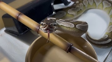 MOCHI | Lesser Axanthic VPI Royal / Ball Python | #feeding 💚🎬 (21.10.25)