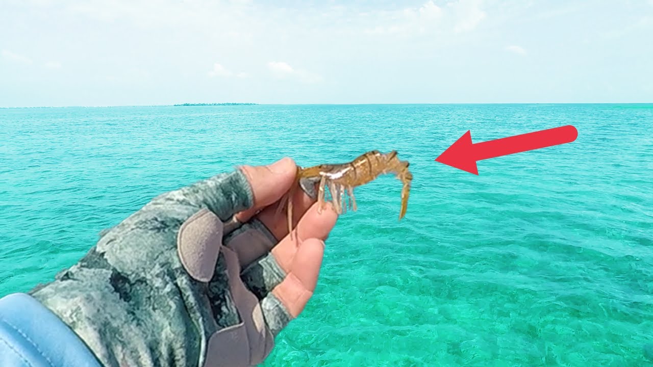 Choosing Artificial SHRIMP With A Popping Cork! YouTube