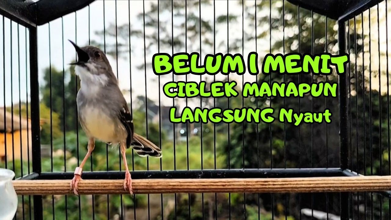 CIBLEK GACOR NGEBREN variasi melimpah buat Pancingan Ciblek Semi bahan jadikan ciblek kristal gacor