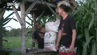 Snap wa lucu agus kotak, hidup tai!!!
