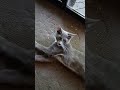 #sleepycat #catlifeseries #grey