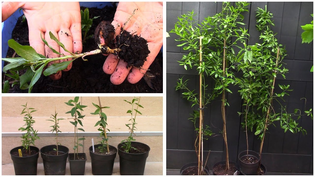 زراعة شجرة اللوز في إصيص بطريقة طبيعية و سهلة للغاية