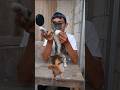 kucing joget kicau #shorts
