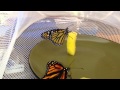 Feeding Monarchs Butterflies before release