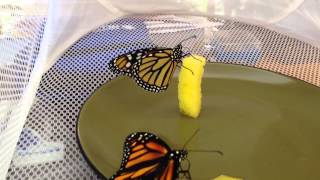Feeding Monarchs Butterflies before release