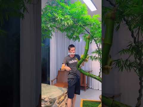 Mastering Bamboo: Giant
