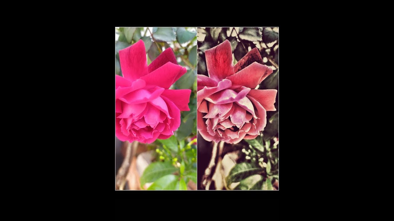 How to edit flowers in just 2 MINUTES Using snapseed//imageditor