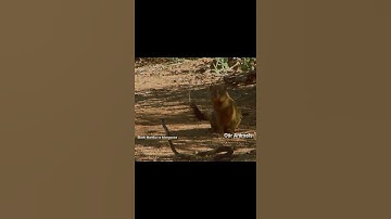 black mamba vs mongoose snakes vs mongoose