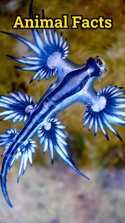 Blue Dragon: The Tiny Sea Slug That Steals Venom