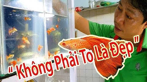 Khám Phá Một Cửa Hàng Chuyên Bán Cá Bảy Màu Đẹp ở Quận GÒ VẤP ( Guppies Fish Store In Sài Gòn )