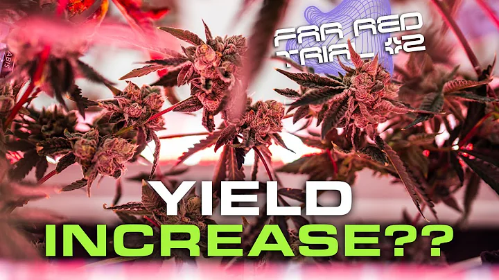 Yield Increase? Gelonade Harvest Far Red Trial #2 with Under Canopy Lighting