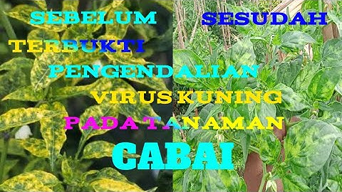 RIVIEW; TERBUKTI cara mengatasi virus Gemini /virus kuning yang tepat.. ternyata pakai ini????