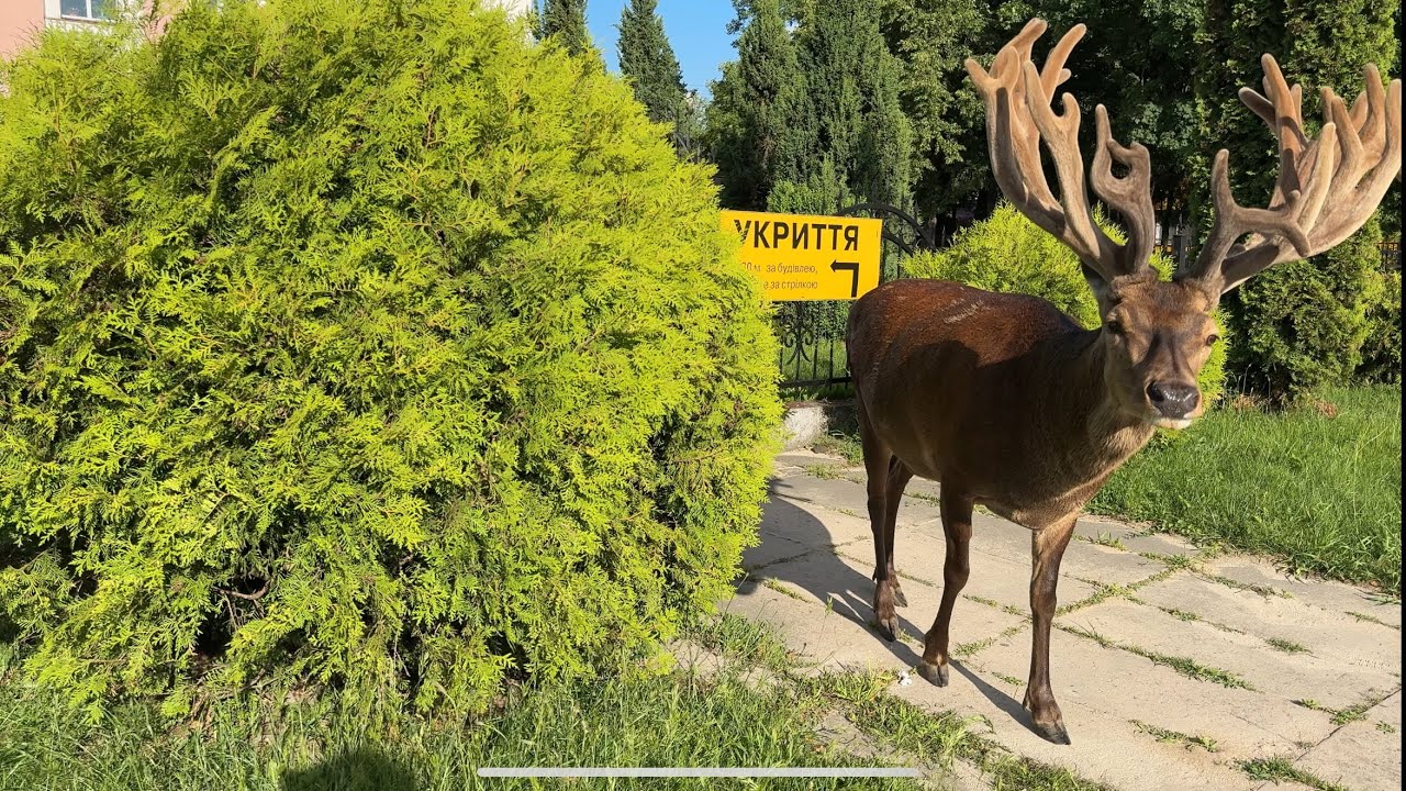 Борис гуляє по центру селища #irysik3076 #deer #animals #олень #оленьборис #оленьборя  #оленьборька