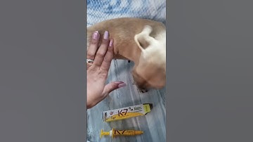 o melhor anti pulga e anti carrapato do mundo #pets #cachorro #gatos #felicidade #animals