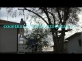 Tree Service Odessa Tx.#432-653-1729