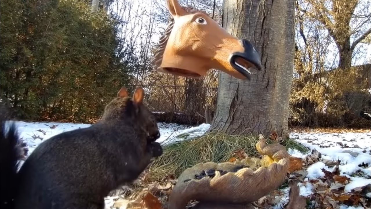 Relax Your Pet Saturday Squirrels For Cats 12 Hour Entertainment