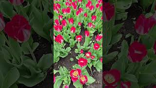 [4k] You Raise Me Up cover by Westlife | Ottawa Tulips