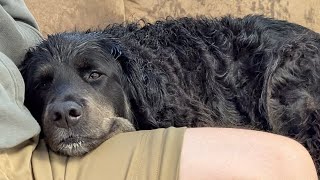 The life of Ruby, a Newfoundland lab mix! Once you make a bond with them, it’s for life.  