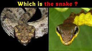 Masters of Disguise: How Animals Use Camouflage and Mimicry