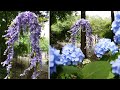 DIY Coffee Filter Wisteria Arch + Garden Meditation