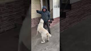 С ДНЕМ РОЖДЕНИЯ поздравляю помет А деткам 1 год Выпускница питомника ТИМЕРТАШ АЙСЕДОРА КУРГАН #puppy