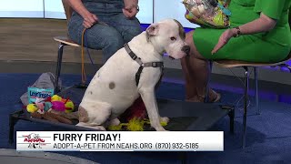 Midday Interview: Furry Friday! with the NEA Humane Society