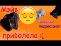 Как изменились щеночки за последнее время и что случилось с Мэйв.