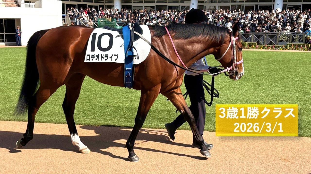 2026年3月1日 | 中山7R 3歳1勝クラス | ロデオドライブ | スペルーチェ | マーゴットブロー | パドック 現地映像 全頭 | 中山競馬場 | 芝1,600