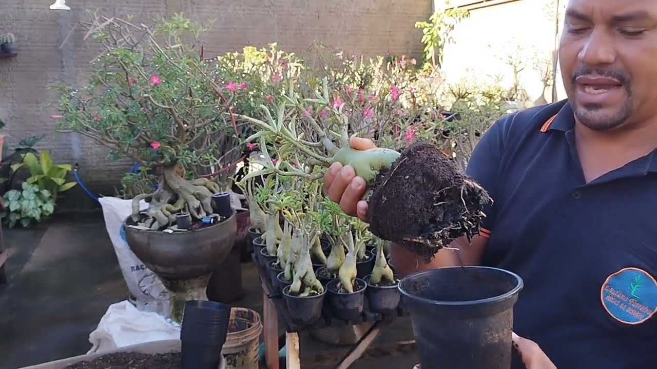 Replantio das rosas do deserto 