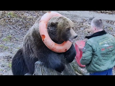 Приехал Папка, радости нет предела. Медведь Мансур 👮🐻💞