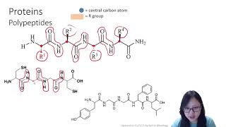 Chapter 2.3a  Proteins: 4 Levels of Structure | Cambridge ALevel 9700 Biology