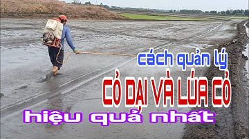 Cách quản lý CỎ DẠI VÀ LÚA CỎ hiệu quả nhất | lê chung vlog