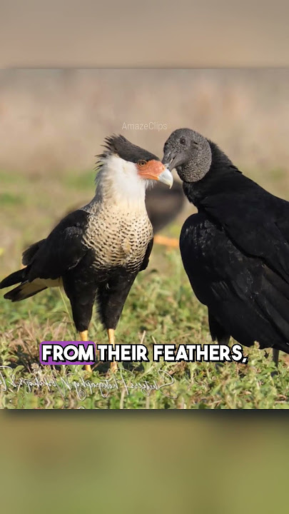 fascinating animal facts no one was meant to find out about!