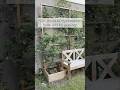The blackberry trellis I built is working quite well I’d say! Get the plans on my site! #trellis