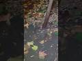 Clearing a Flooded Street 🌊 #plumbing #plumber #flood #shorts #satisfying