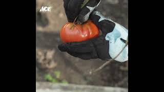 Secrets to a Greener Lawn: Top Lawn Care Picks at Ace Hardware! 🟢