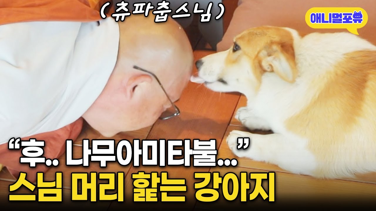 절에서 키웠더니 스님 머리 핥는 개 ㅋㅋㅋㅋ | KBS 동물극장 단짝 220507 방송